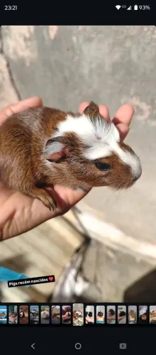 Filhote de porquinho da índia coroado
