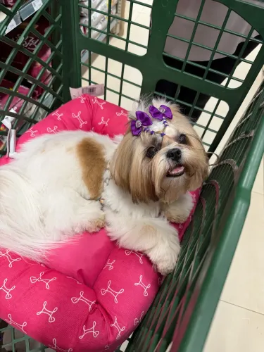 Shitzu Fêmea 8 meses