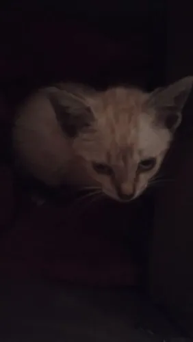 Doação de gato