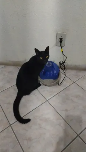 Doação gata castrada 