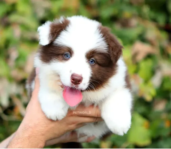 Filhotes de Border Collie macho fêmea disponível para venda.