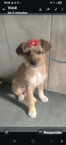 Cadela para doacao responsavel