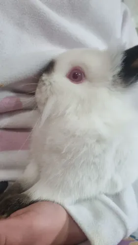 Filhote Mini coelho Netherland dwarf macho