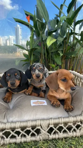 Dachshund ( Cofap, Salsicha, Tekel)