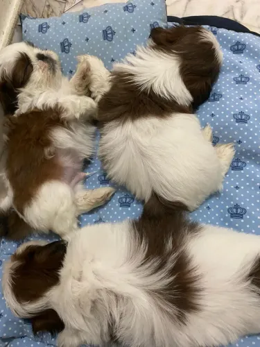 Shih tzu anaozinho