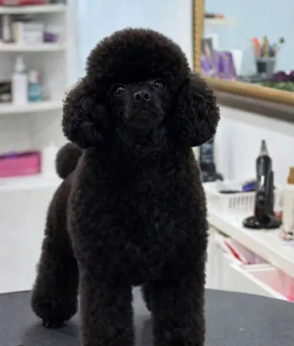 Poodle toy macho black com pedigree