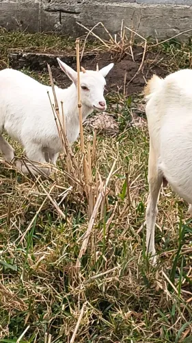 Cabra saanen pura 1 mês e 2 semanas