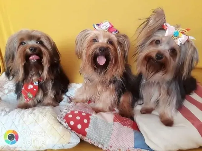 LINDOS YORKSHIRE TERRIER