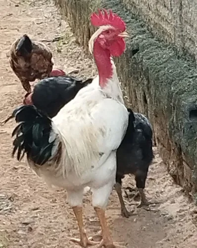 Galo de pescoço pelado