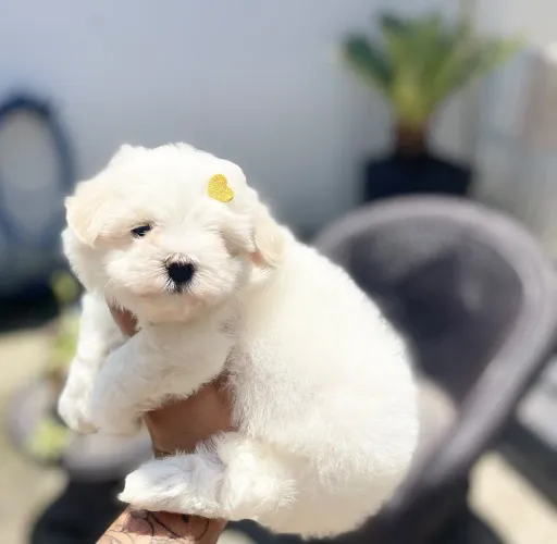 Lindos bebês de maltês com Pedigree 