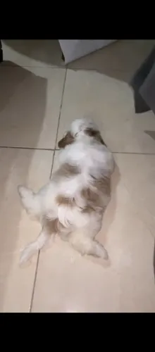 Uma cadela shitzu porte cadela 1200