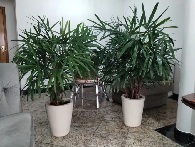Vendo plantas rafias já formadas