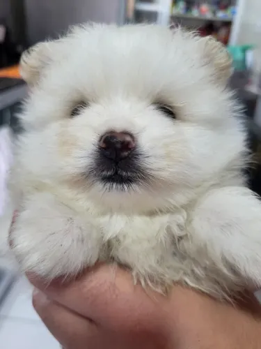 Spitz Alemão (Lulu da Pomerânia) Lindas Fêmeas Branca e Multicolor - 2 Meses 
