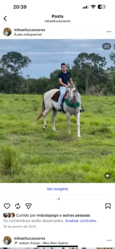 Cavalo quarto de milha