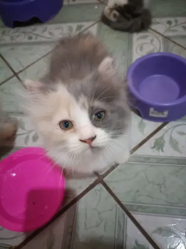 Venda de uma gatinha persa 