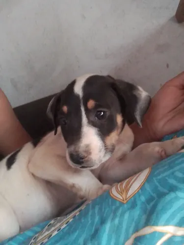 Fox Paulistinha