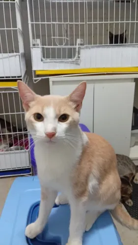 Gato Filhote Macho Castração Garantida