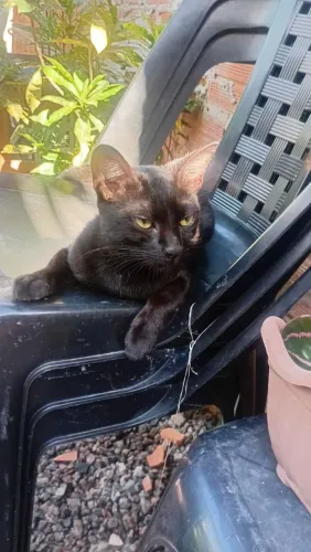 Estou doando essa gatinha castrada