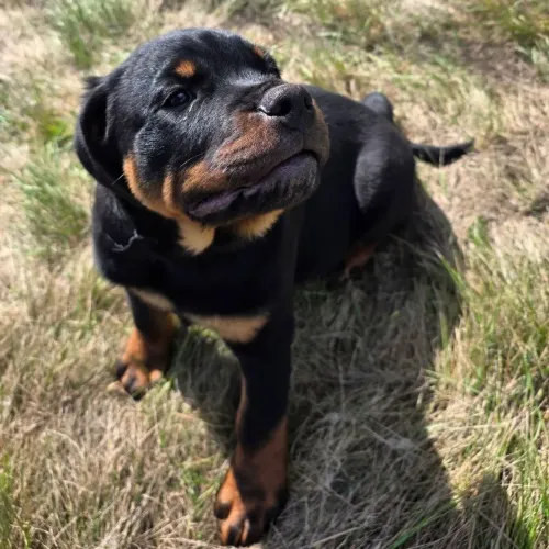 Rottweiler/Proteção e amor em pefeita harmonia.