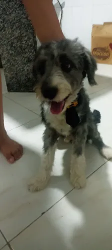 PROCURA-SE O DONO