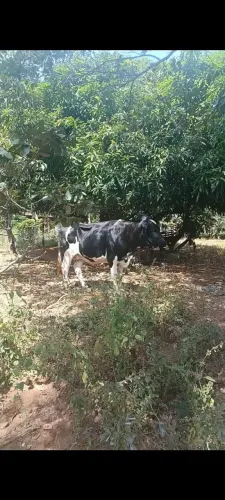 Vendo vaca leiteira 
