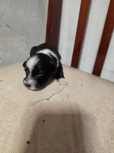 Filhotes de Cachorro