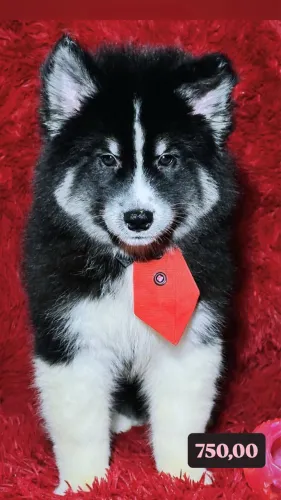 Husky siberiano macho