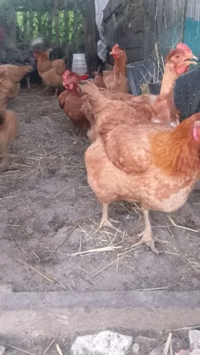 Galinhas caipira a venda