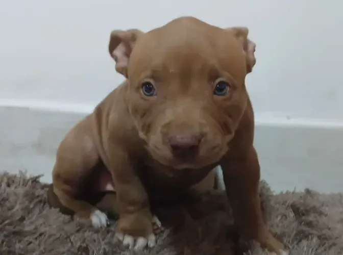American Bully. Macho e Fêmea. Alto padrão. Vacinados. Ac. Cartão