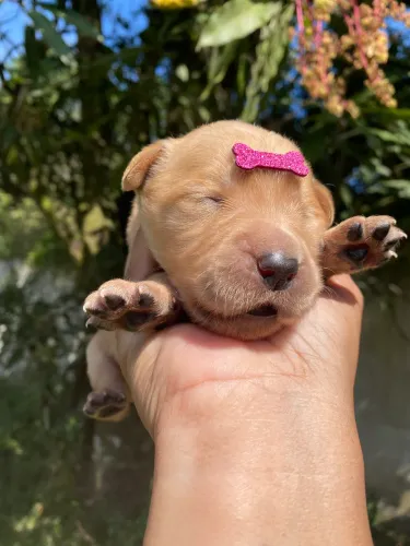 Golden retriever
