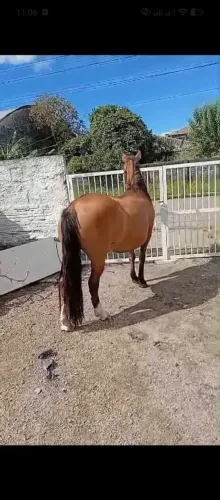 Égua Prenha Crioula Pura