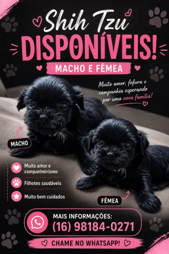 Filhote de Shitzu fêmea