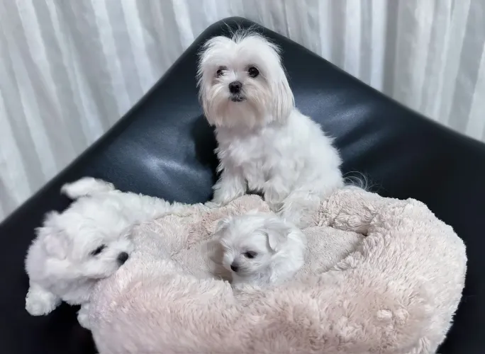 Maltês Fêmea e macho /Filhotes de alte qualidade.