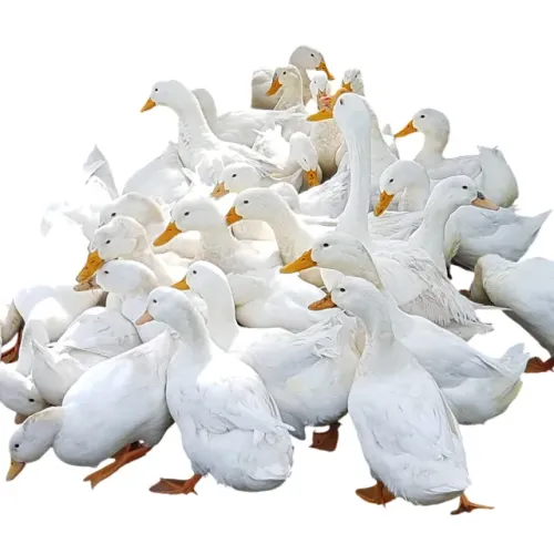 Marreco Pequim padrão original - Ovos férteis