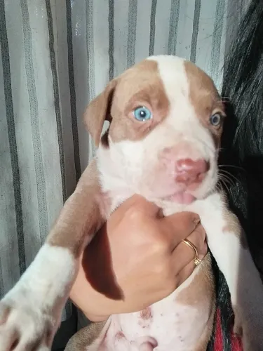 Filhote pitmonster/pitbull