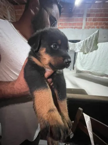 Filhotes de rottweiler