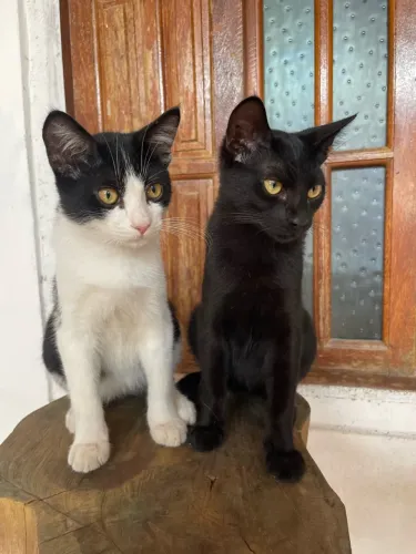 Adoção de gatos