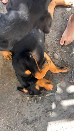 Rottweiler 500