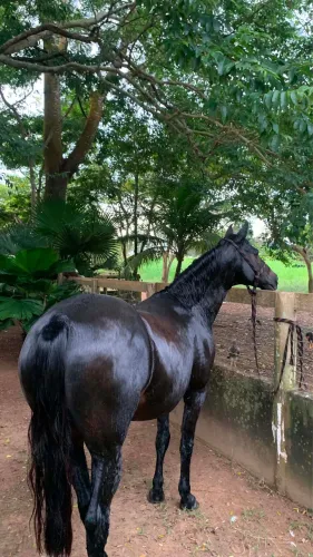 Troco égua Qm 