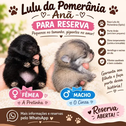 Filhotes de lulu da pomerania 