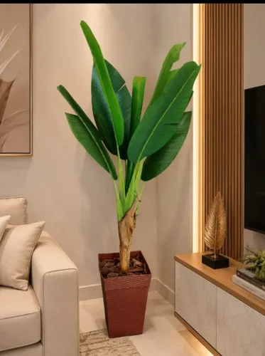Planta bananeira real permanente muito linda