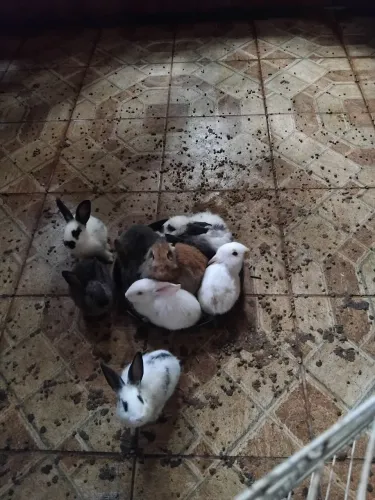 Vende se 9 coelhinhos por 300 reais