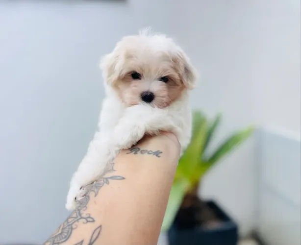 Mini maltês macho com pedigree