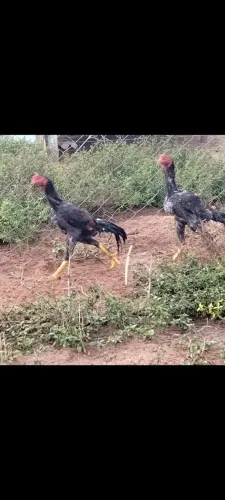 Frango Índios 