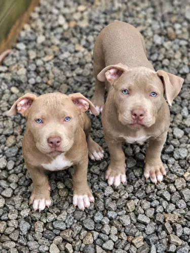 Lindos filhotes de Bully XL / Brazillian Bully / Brazilian Monster
