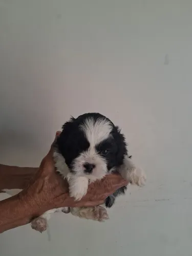 Filhote de Shih Tzu
