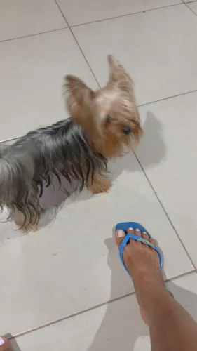 Filhote de yorkshire 