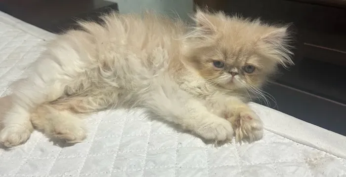 Gato persa 