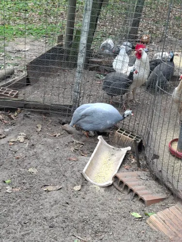 Vendo galos e angulista