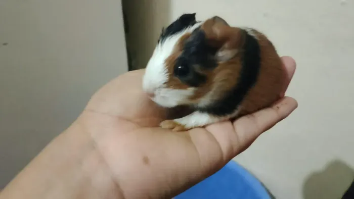 Porquinho da índia